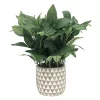 Sonoma Goods For Life® Sonoma Faux House Plant 2 Sonoma Goods For Life® Sonoma Faux House Plant -Sonoma Furniture Store 4592400