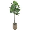 Sonoma Goods For Life® Artificial Fiddle Leaf Fig Floor Decor -Sonoma Furniture Store 4836187