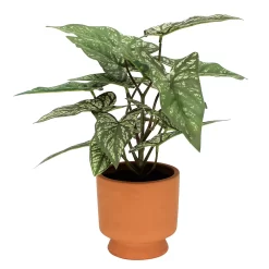 Sonoma Goods For LifeĀ® Greenery In Terracotta Pot
