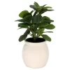 Sonoma Goods For Life® Artificial Greenery In Ceramic Jar 2 Sonoma Goods For Life® Artificial Greenery In Ceramic Jar -Sonoma Furniture Store 5902872