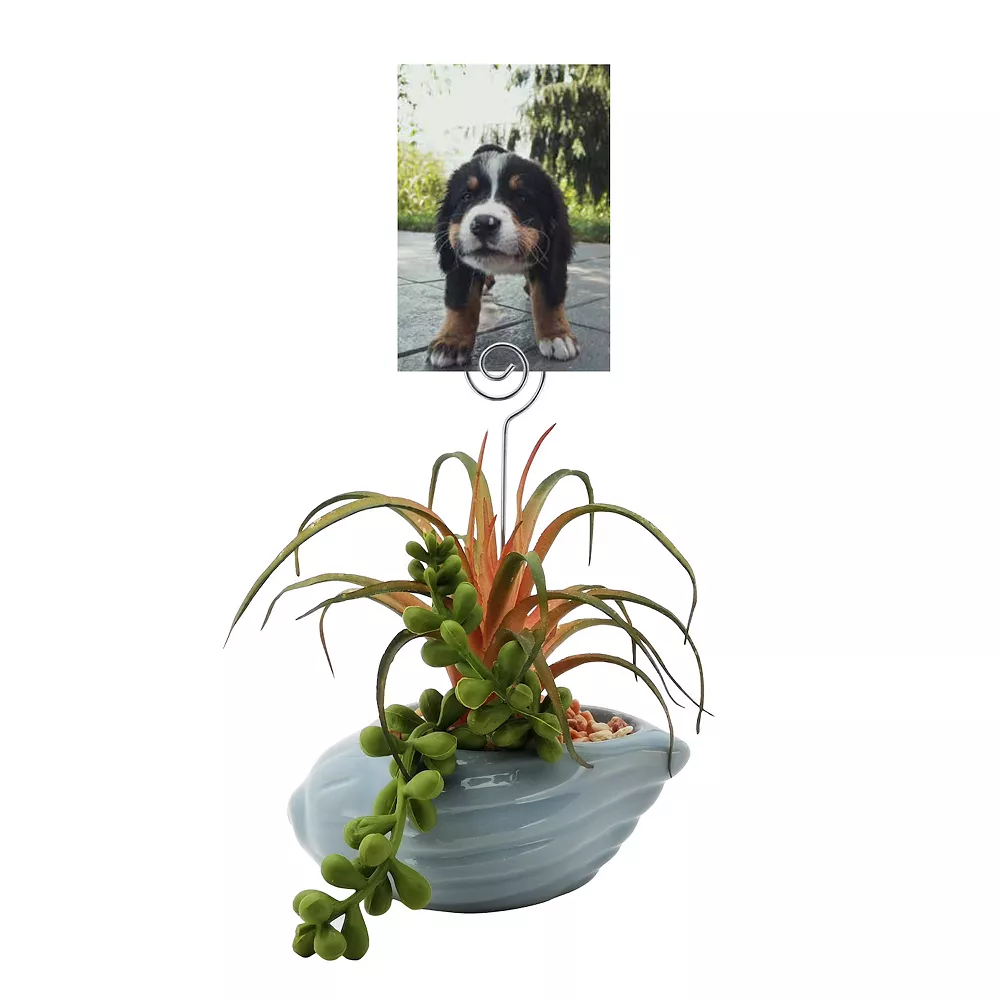 Sonoma Goods For Life® Succulent Artificial Greenery Photo Clip Sonoma Goods For Life® Succulent Artificial Greenery Photo Clip -Sonoma Furniture Store 5903701 ALT2