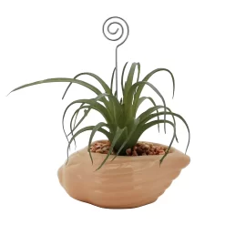 Sonoma Goods For LifeĀ® Air Plant Artificial Greenery Photo Clip