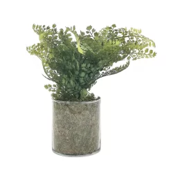 Sonoma Goods For Life® Artificial Fern In Glass Pot -Sonoma Furniture Store 5904746 ALT2