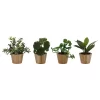 Sonoma Goods For Life® 4-Pack Mini Greenery -Sonoma Furniture Store 5904749