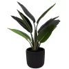 Sonoma Goods For Life® Banana Leaf Plant In Ceramic Pot -Sonoma Furniture Store 6004226